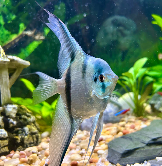 Philipine Blue Angelfish 4 + 2 Free