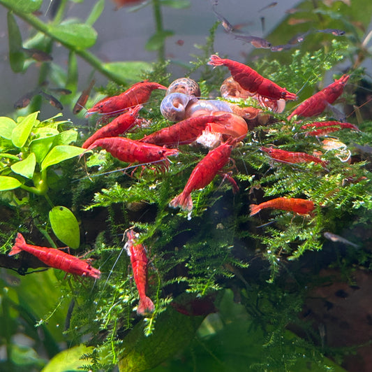 Red Cherry Shrimp 16 + 4. Free Shipping!