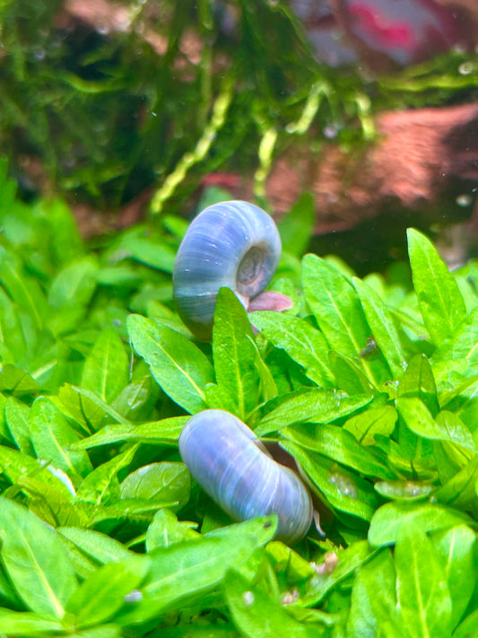 Ramshorn Snails Assorted Colors 25+. Free Floating Plants. Free Shipping!