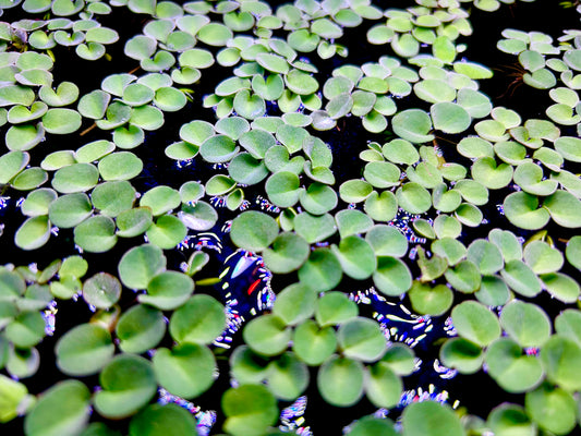 Plants 10+ Salvinia Cucullata
