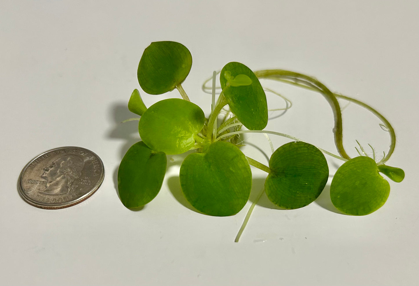 Plants 10+ Amazon Frogbit
