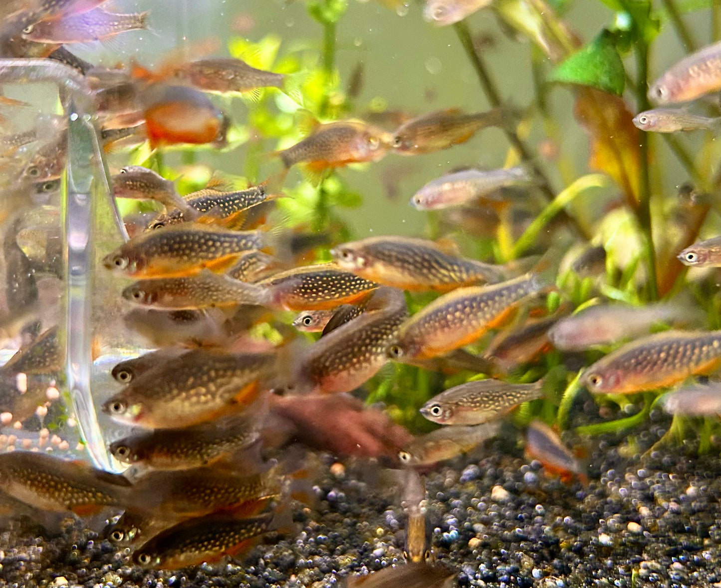 10 + 2 Celestial Pearl Danio + Christmas Moss