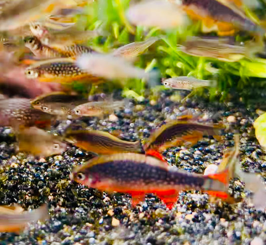10 + 2 Celestial Pearl Danio + Christmas Moss
