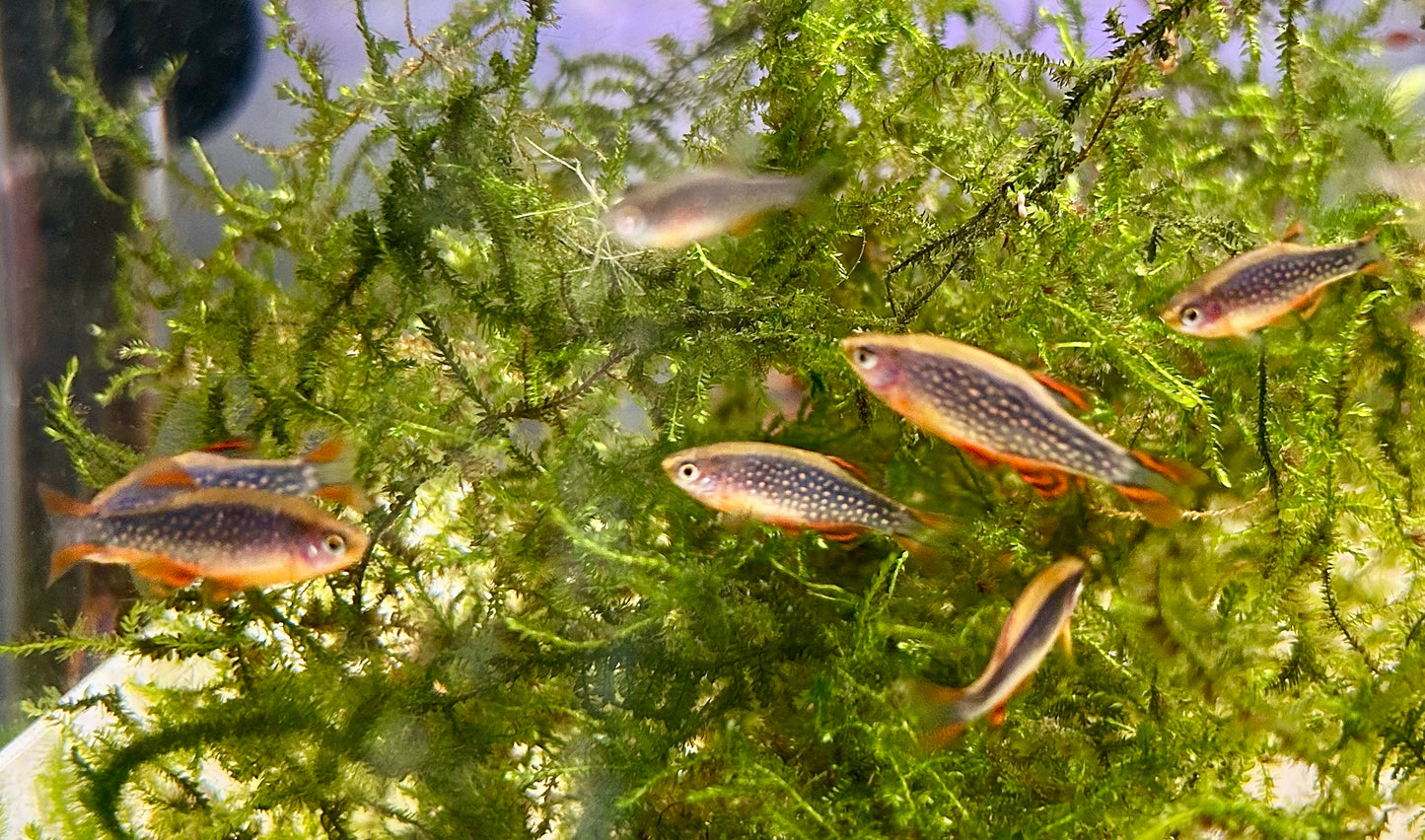 10 + 2 Celestial Pearl Danio + Christmas Moss
