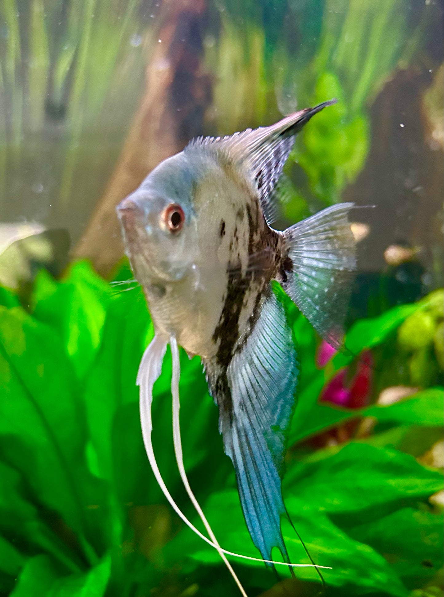 Philipine Blue Angelfish 4 + 2 Free