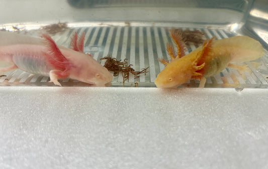 Axolotls ✨ High Iridophore ✨ Albino & Golden Albino Axolotls
