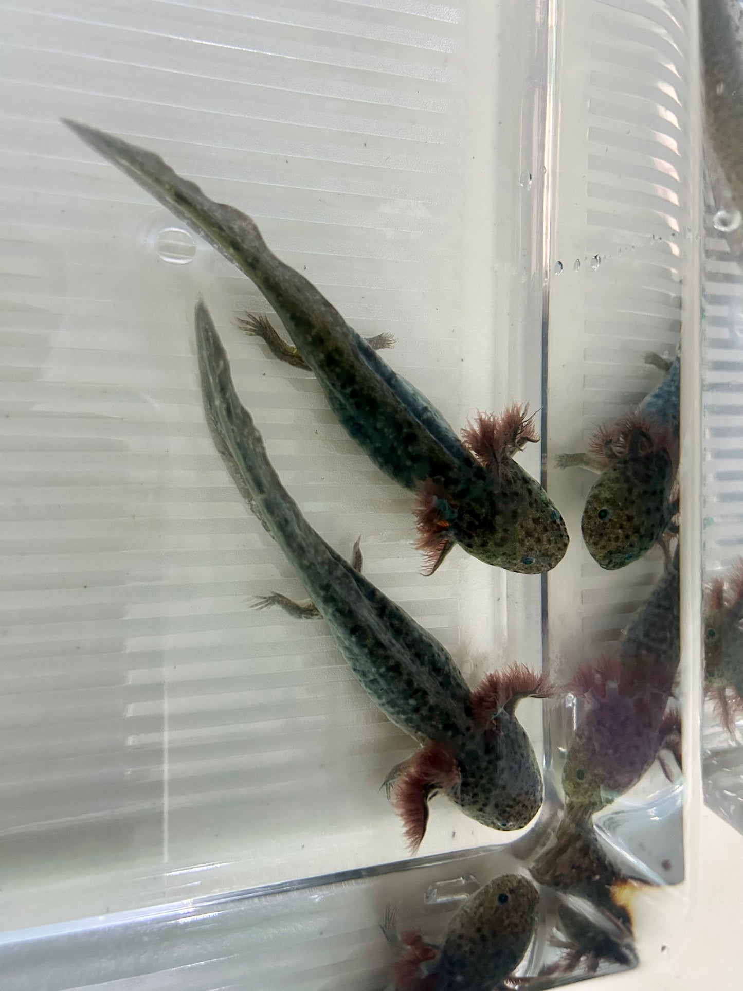 Axolotls ~ GFP Wild Types