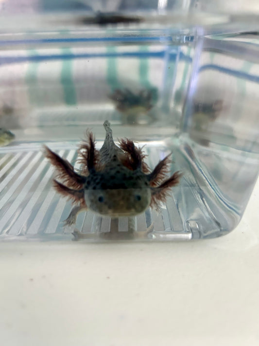 Axolotls ~ GFP Wild Types