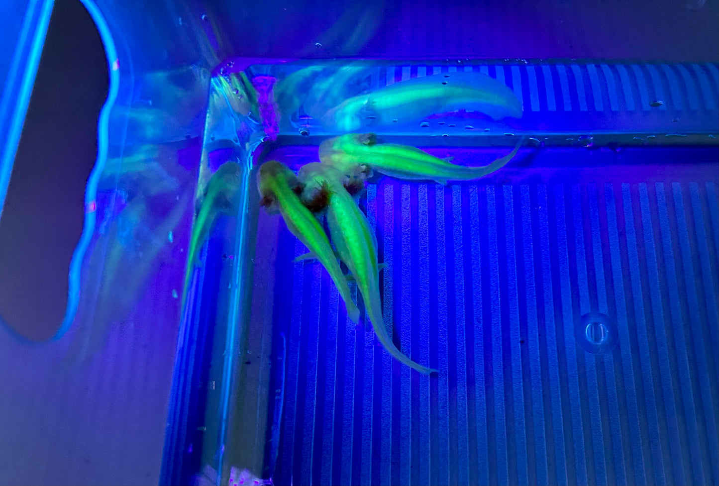 Axolotls GFP Albino & Golden Albino Axolotls 3-4"