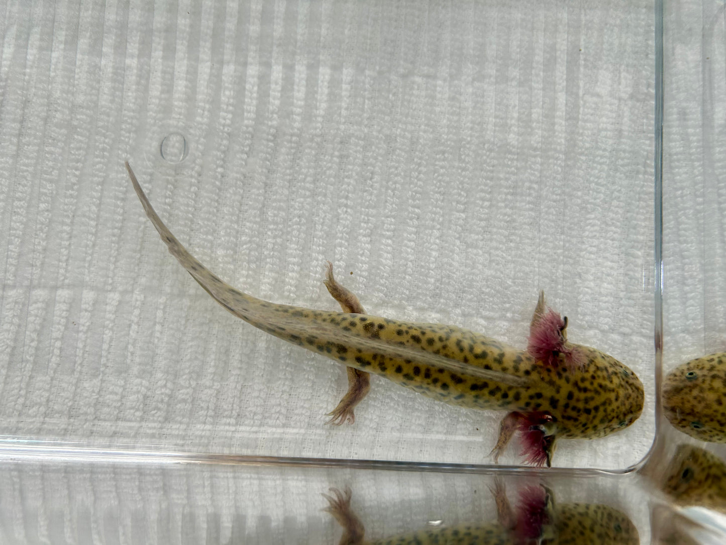 Axolotls ~ 5-6" GFP Wild Types
