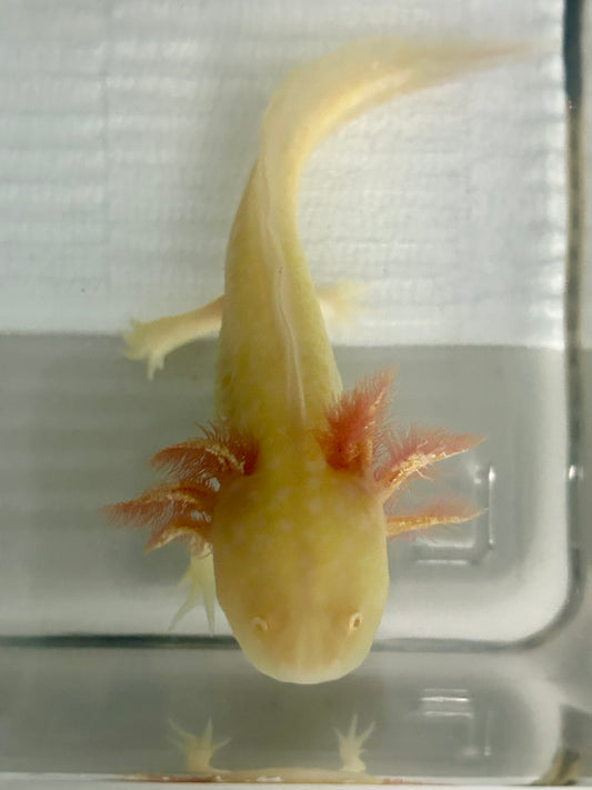 Axolotls GFP Golden Albino Axolotls 5-6+"