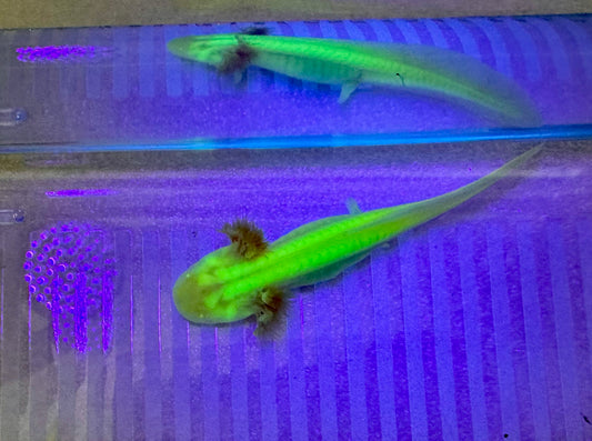 Axolotls GFP Albino & Golden Albino Axolotls 3-4"