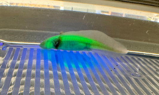 Axolotls GFP Albino & Golden Albino Axolotls 3-4"