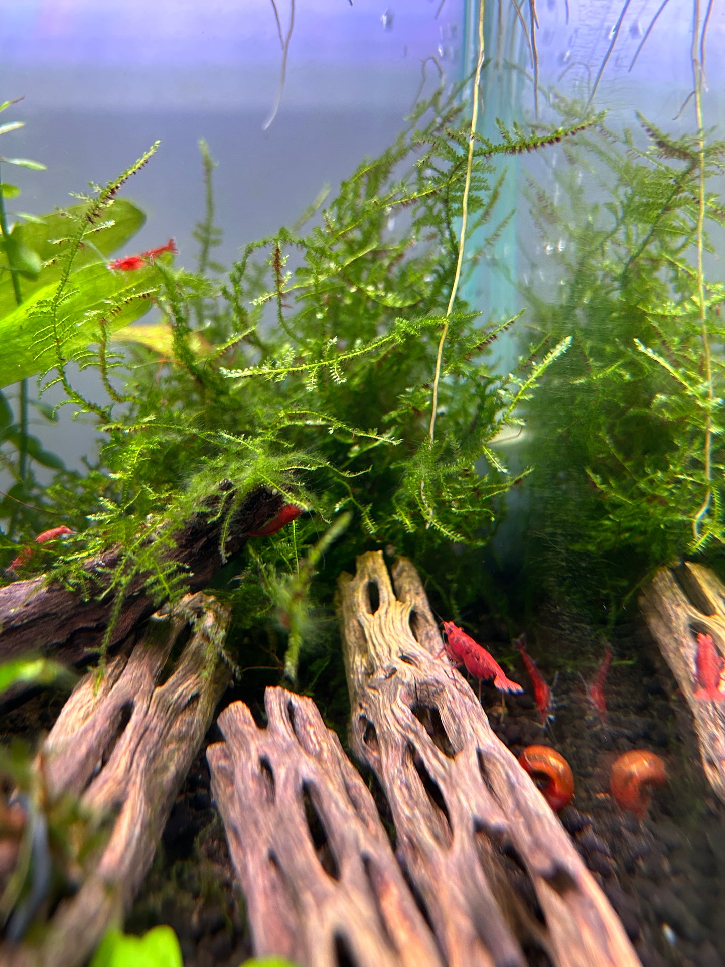 Red Cherry Shrimp 16 + 4. Free Shipping!