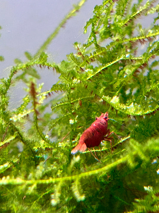 Red Cherry Shrimp 16 + 4. Free Shipping!