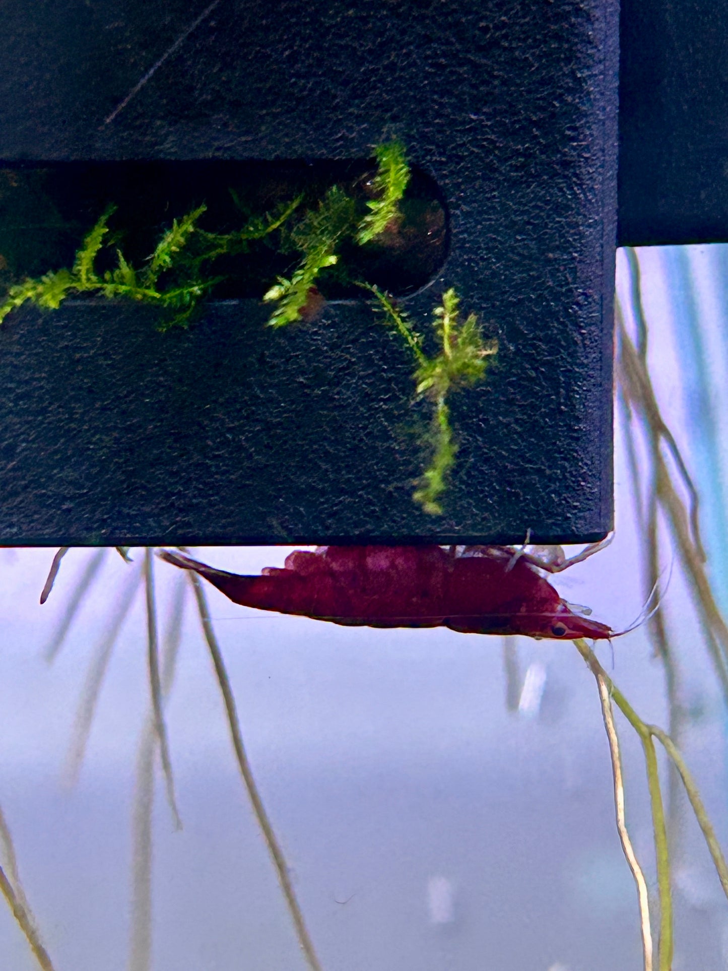 Red Cherry Shrimp 16 + 4. Free Shipping!
