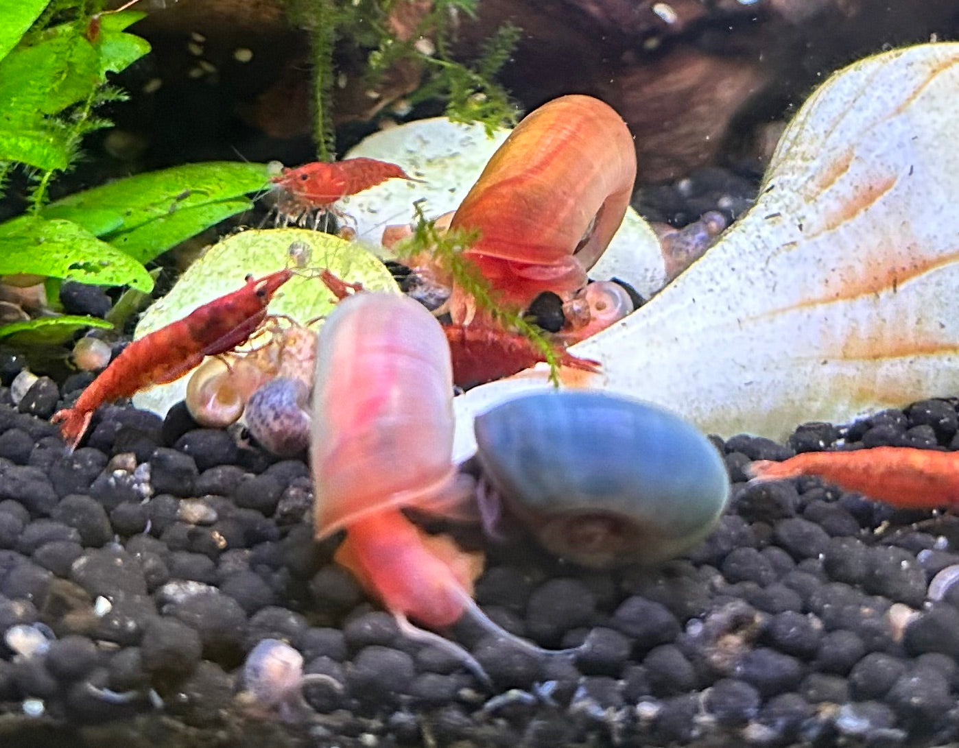 Ramshorn Snails Assorted Colors 25+. Free Floating Plants. Free Shipping!