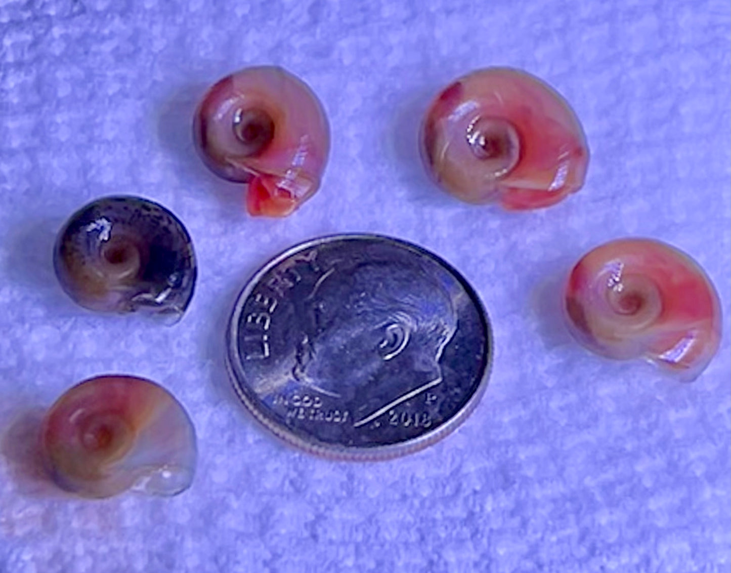 Ramshorn Snails Assorted Colors 25+. Free Floating Plants. Free Shipping!