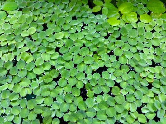 Plants 10+ Salvinia Cucullata