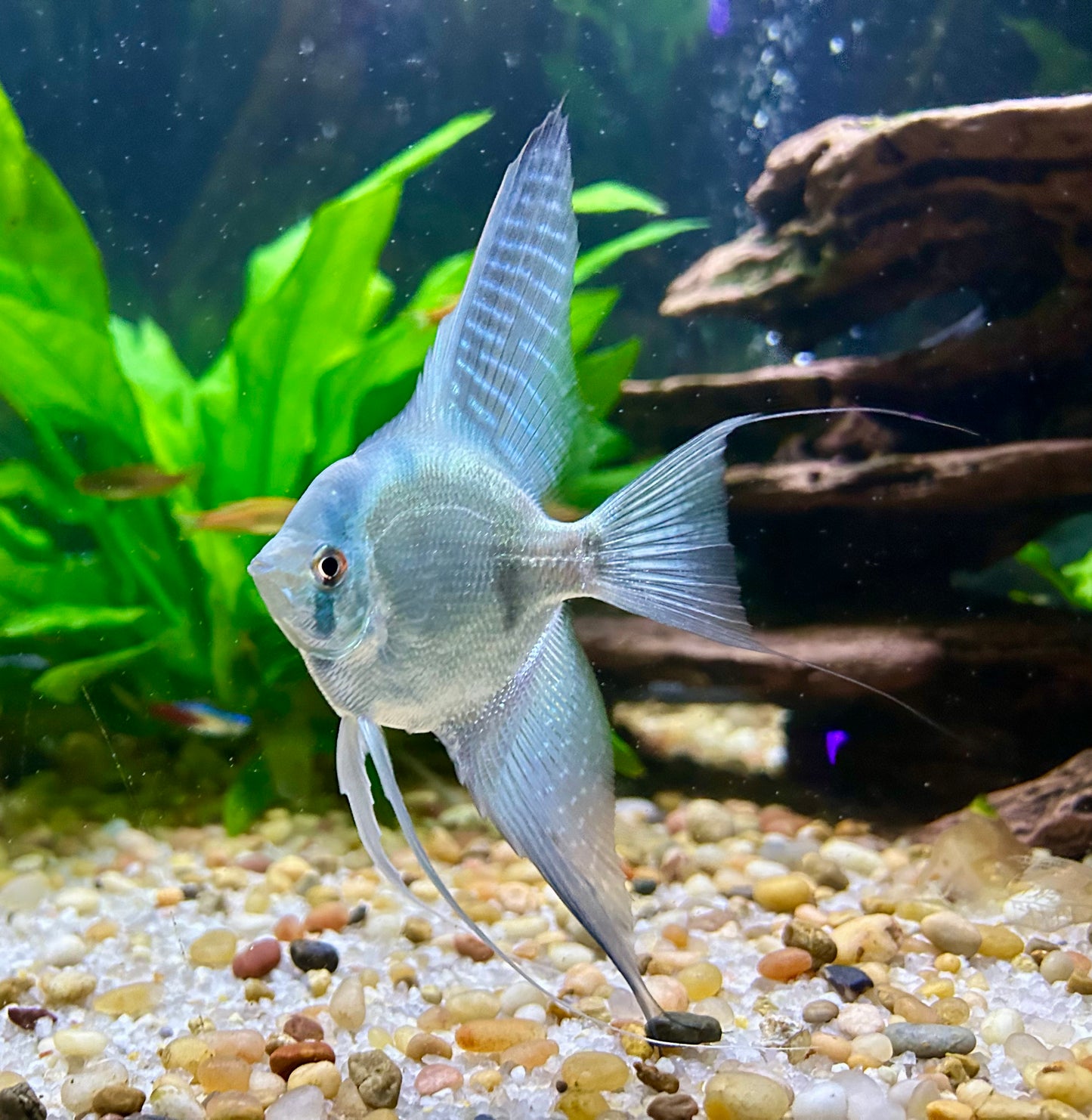 Philipine Blue Angelfish 4 + 2 Free