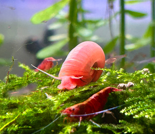 Ramshorn Snails Assorted Colors 25+. Free Floating Plants. Free Shipping!