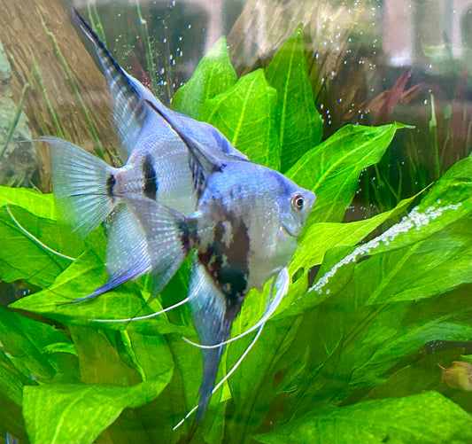 Philipine Blue Angelfish 4 + 2 Free