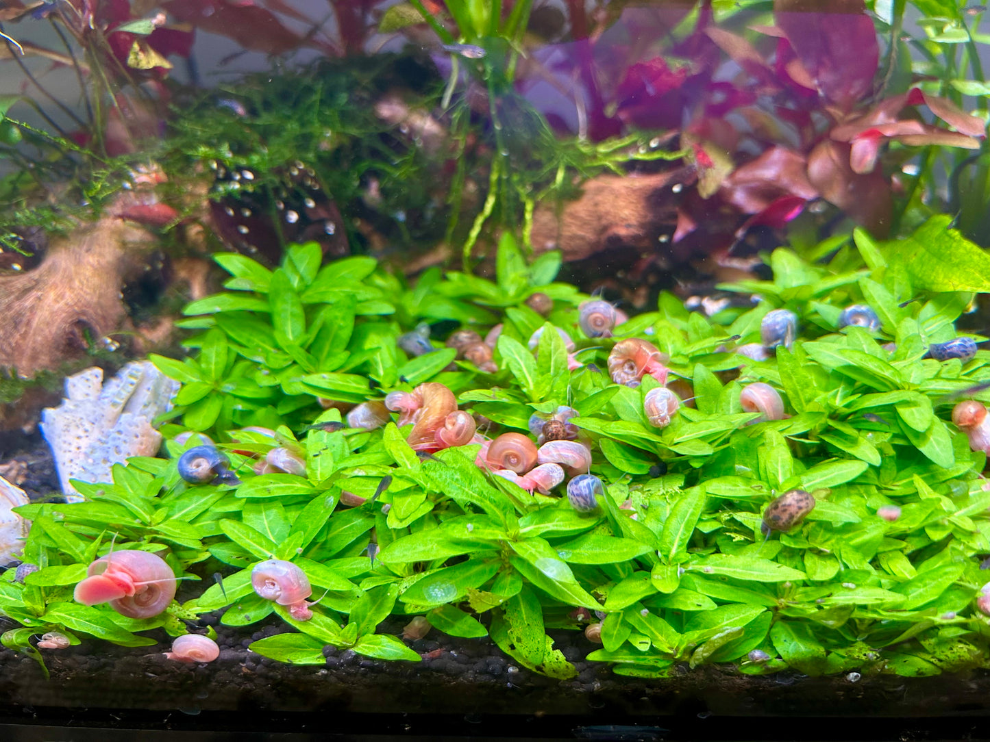 Ramshorn Snails Assorted Colors 25+. Free Floating Plants. Free Shipping!