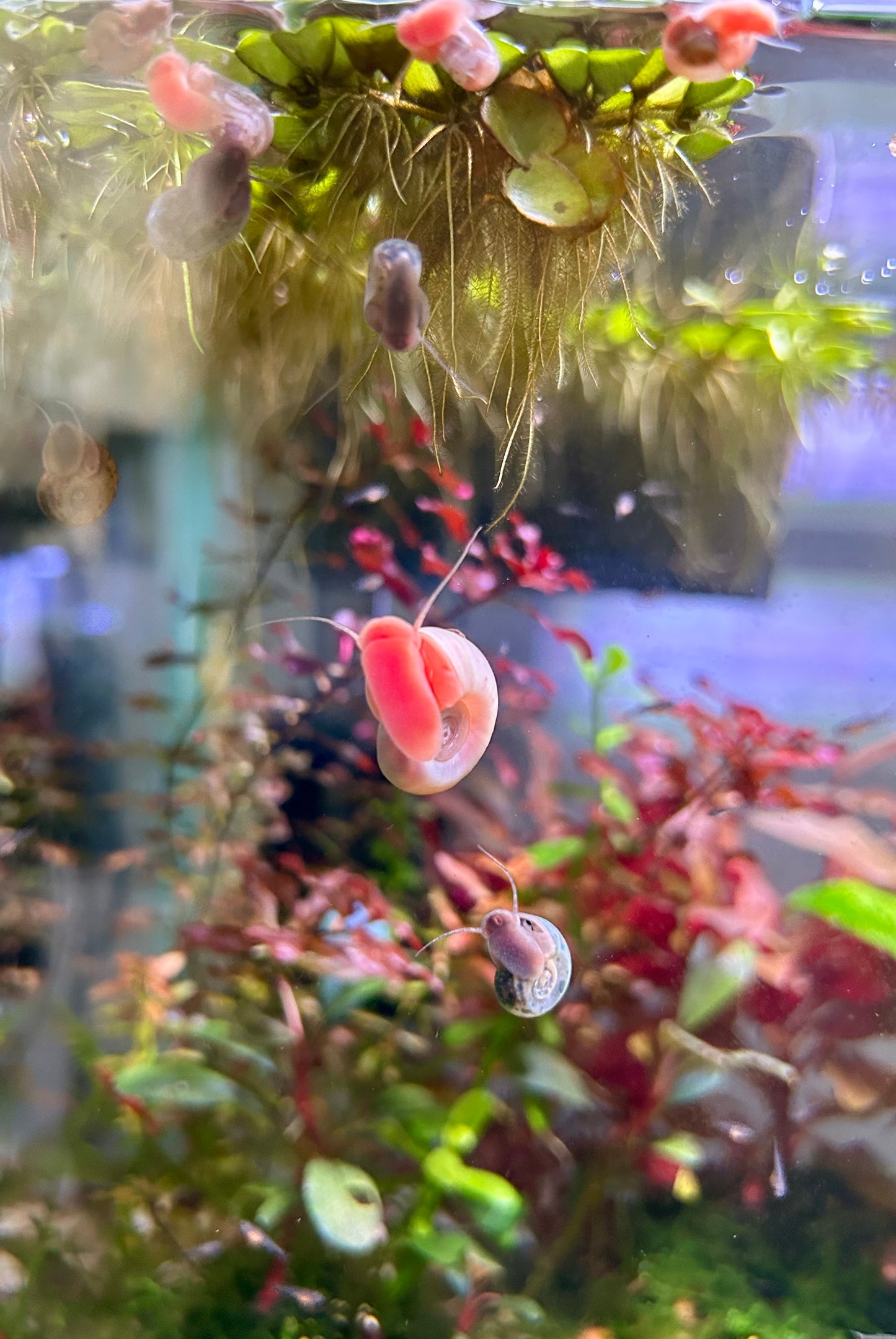 Ramshorn Snails Assorted Colors 25+. Free Floating Plants. Free Shipping!