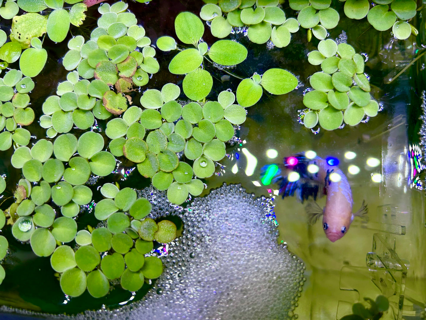 Plants 10+ Salvinia Cucullata