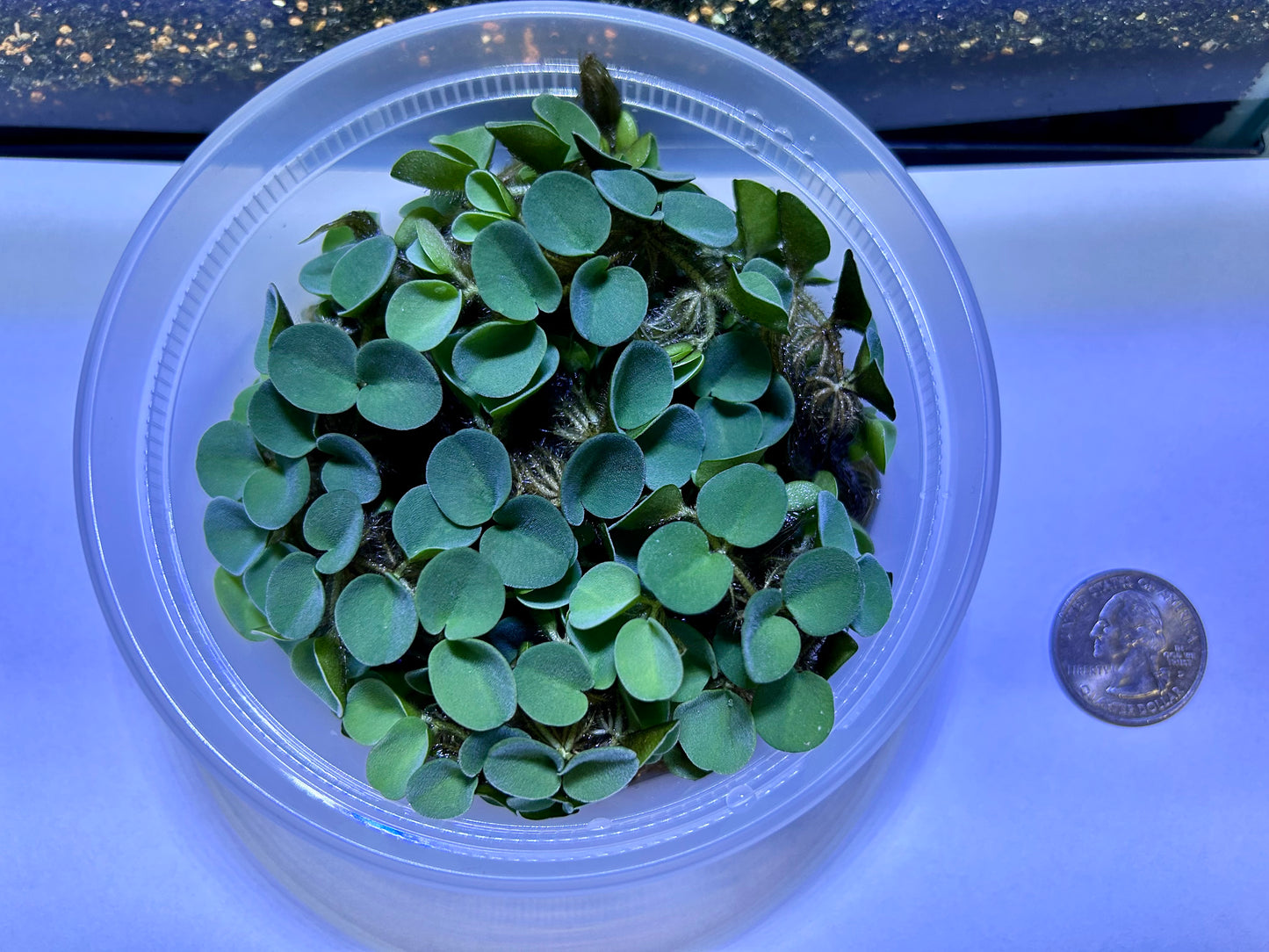 Plants 10+ Salvinia Cucullata