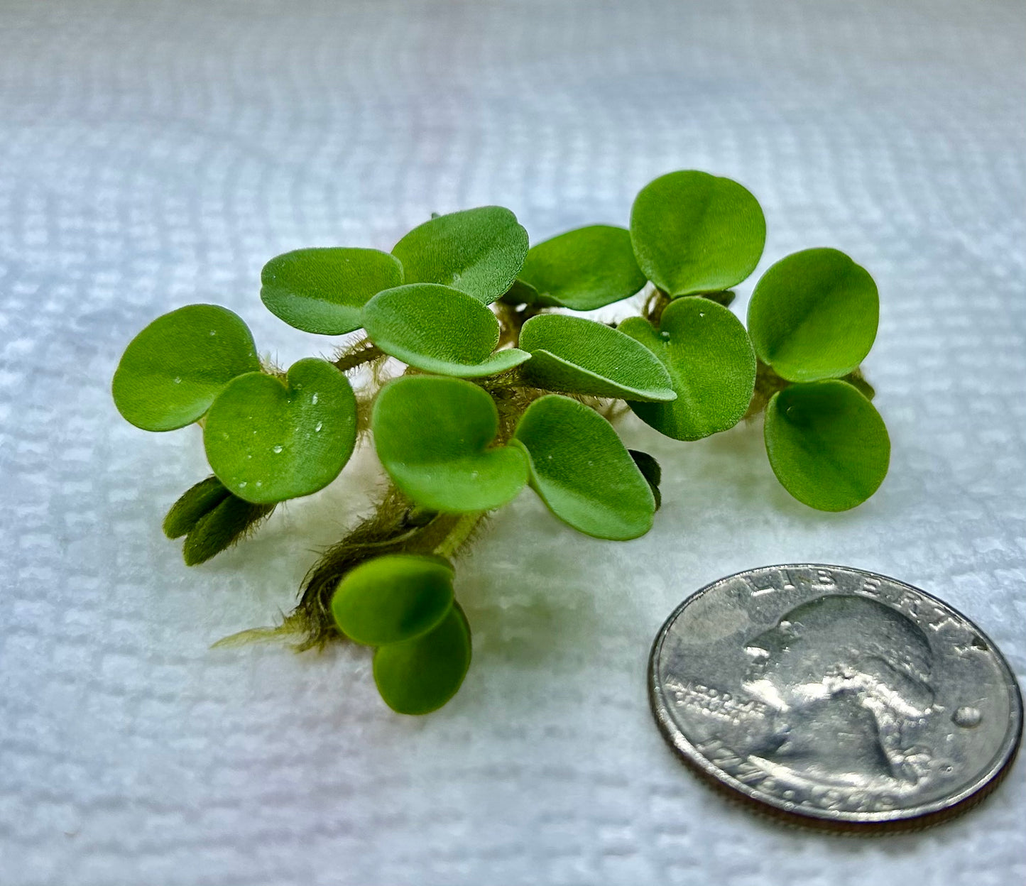 Plants 10+ Salvinia Cucullata