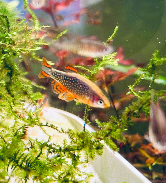 10 + 2 Celestial Pearl Danio + Christmas Moss