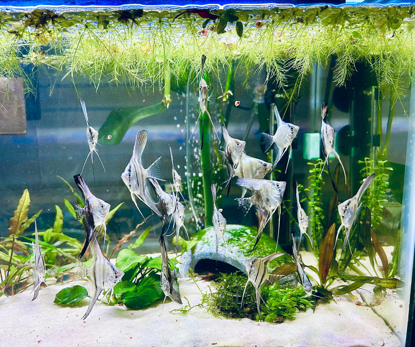 Philipine Blue Angelfish 4 + 2 Free
