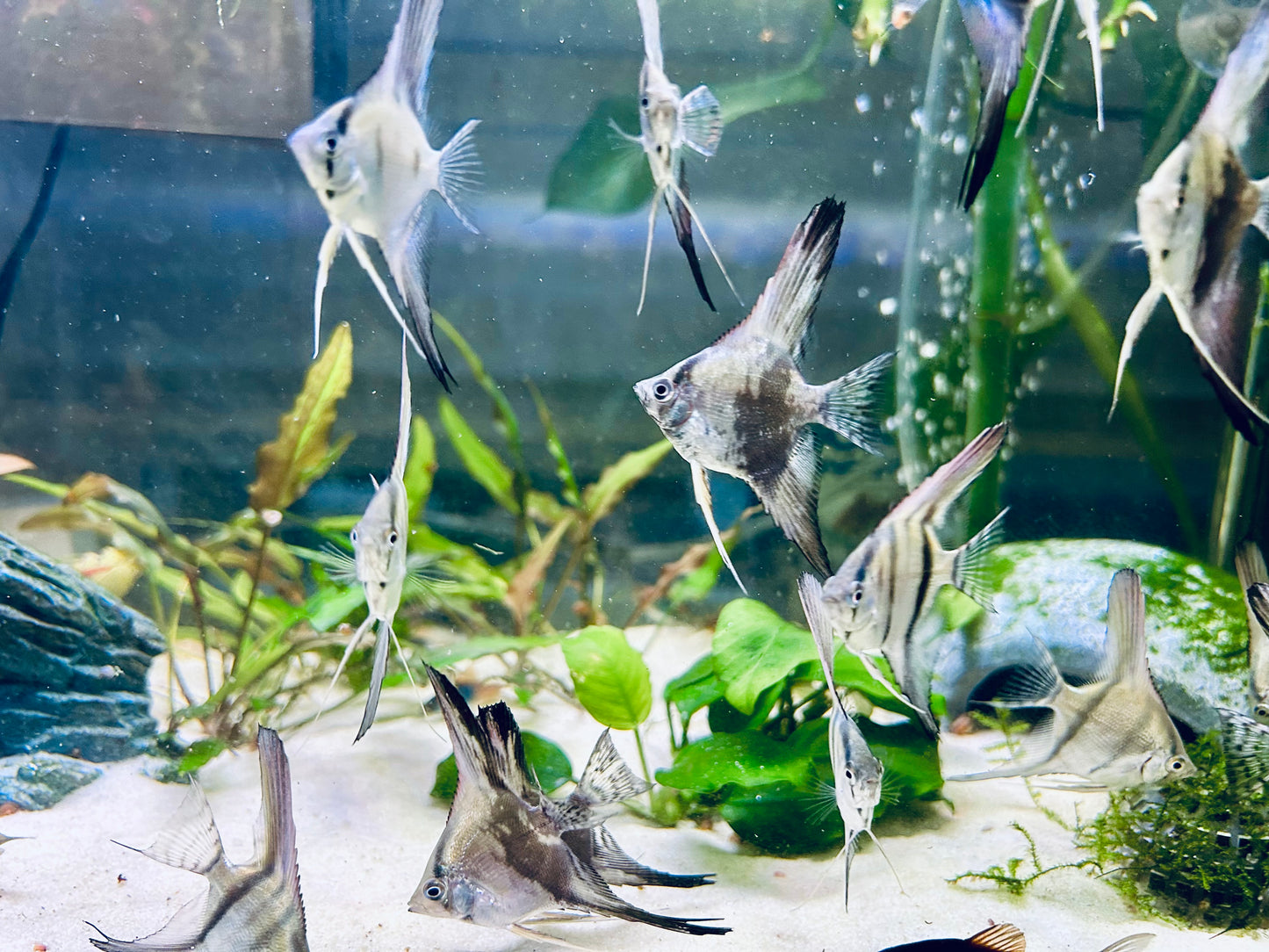 Philipine Blue Angelfish 4 + 2 Free