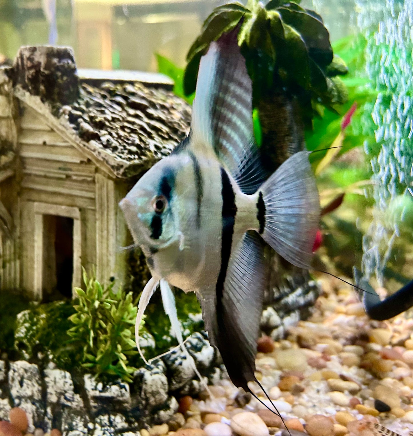 Philipine Blue Angelfish 4 + 2 Free
