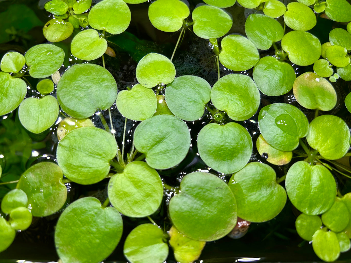 Plants 10+ Amazon Frogbit