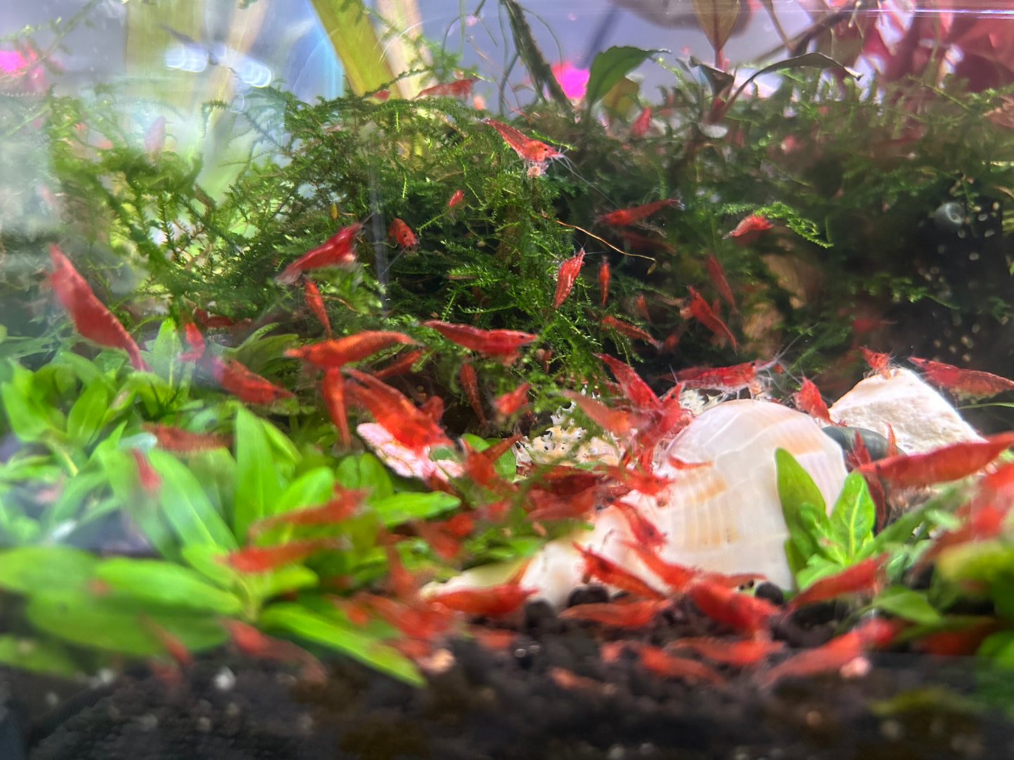 Red Cherry Shrimp 16 + 4. Free Shipping!