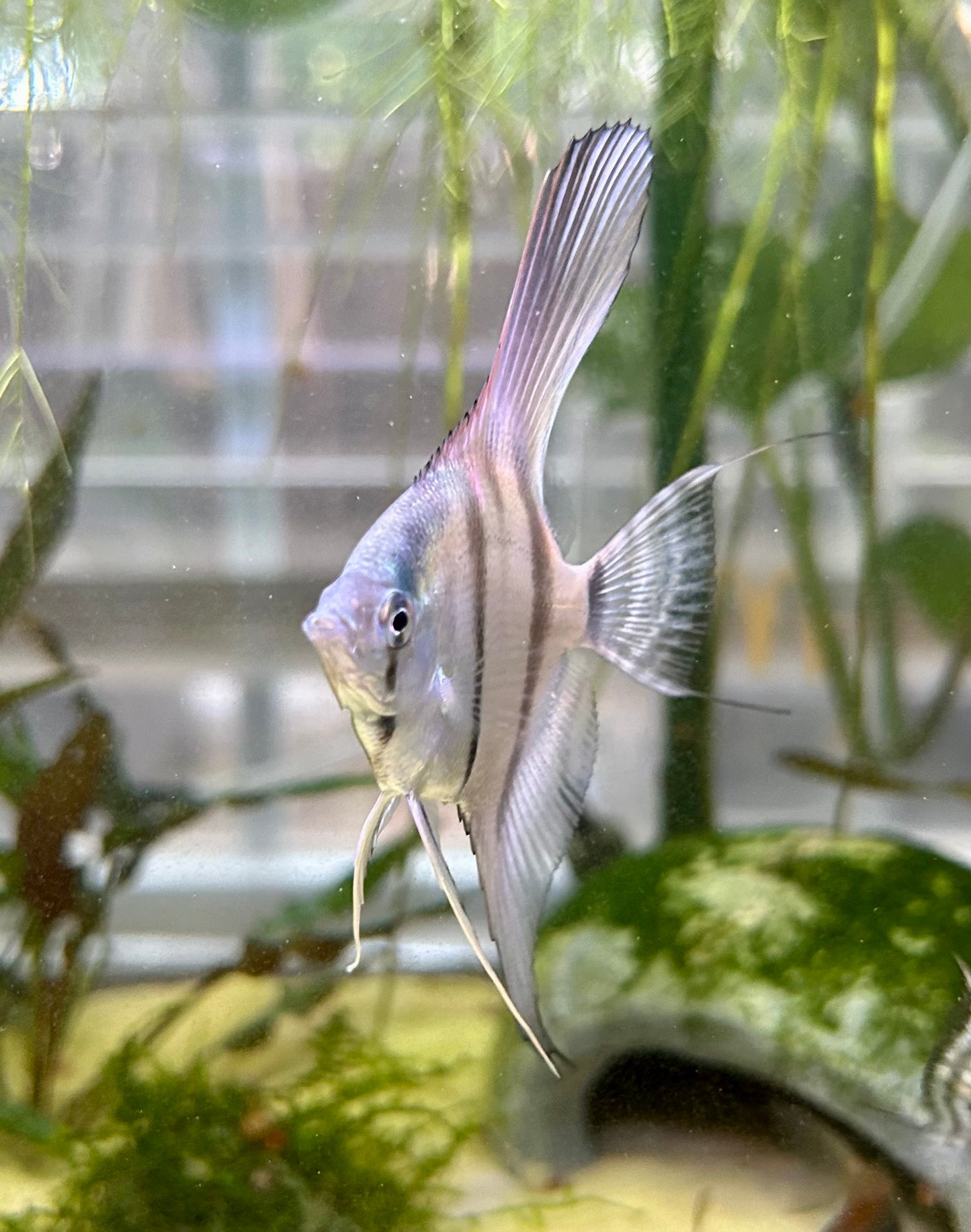 Philipine Blue Angelfish 4 + 2 Free