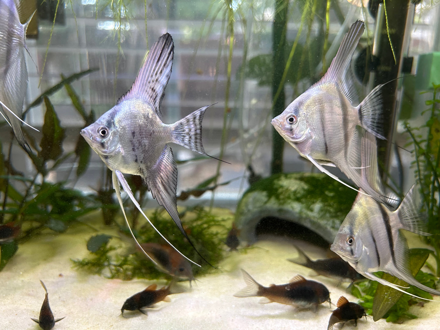 Philipine Blue Angelfish 4 + 2 Free