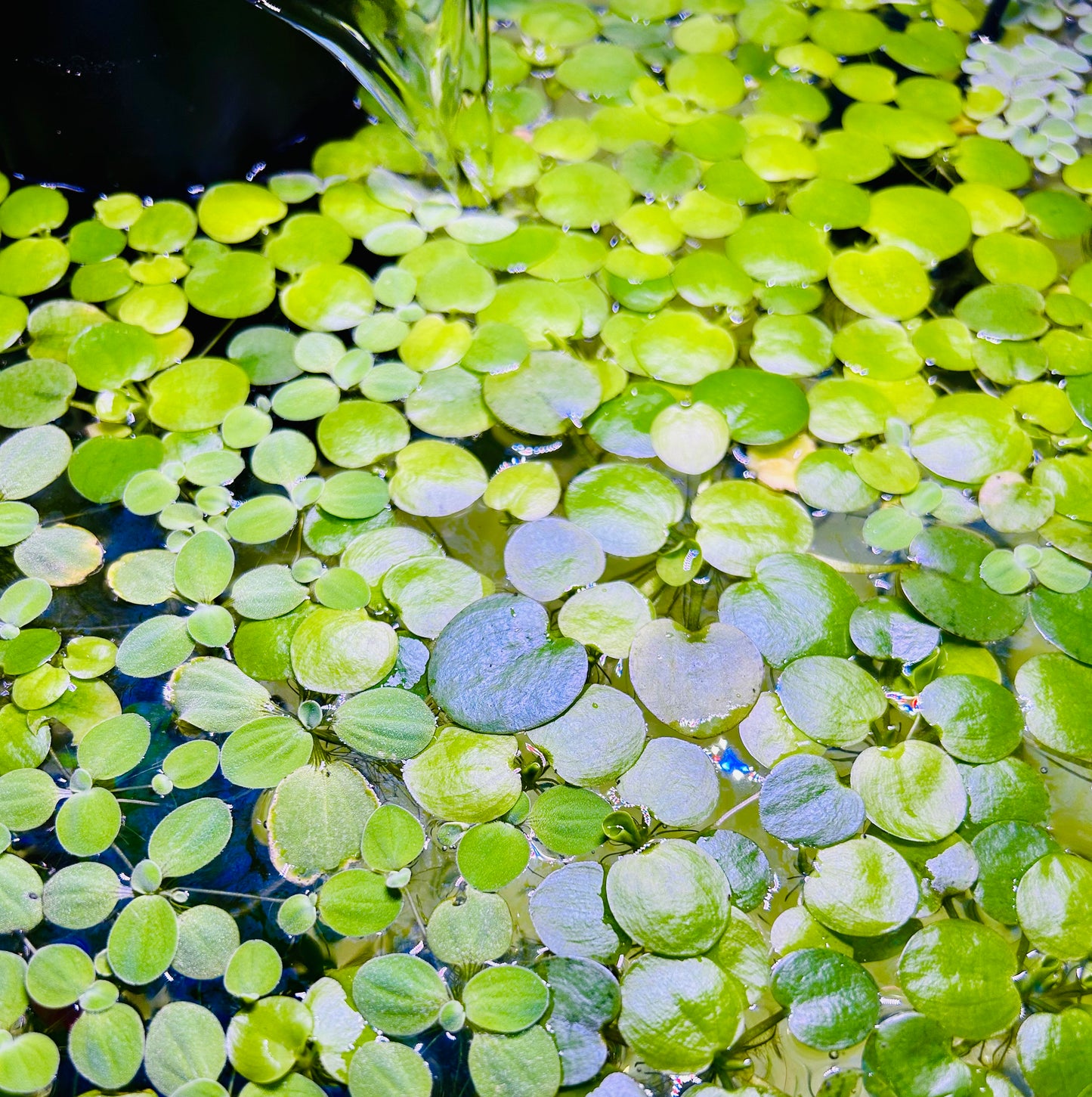 Plants 10+ Amazon Frogbit