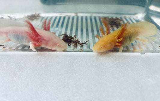 Axolotls ✨ High Iridophore ✨ Albino & Golden Albino Axolotls