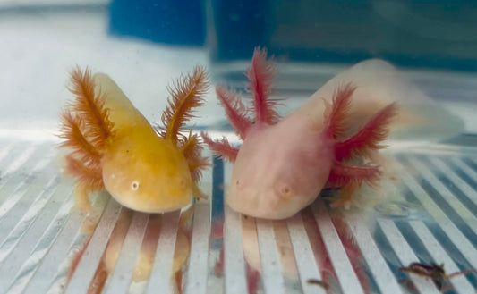 Axolotls ✨ High Iridophore ✨ Albino & Golden Albino Axolotls