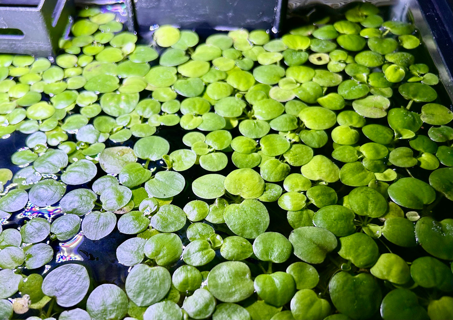 Plants 10+ Amazon Frogbit