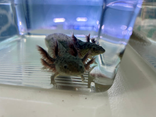Axolotls ~ GFP Wild Types