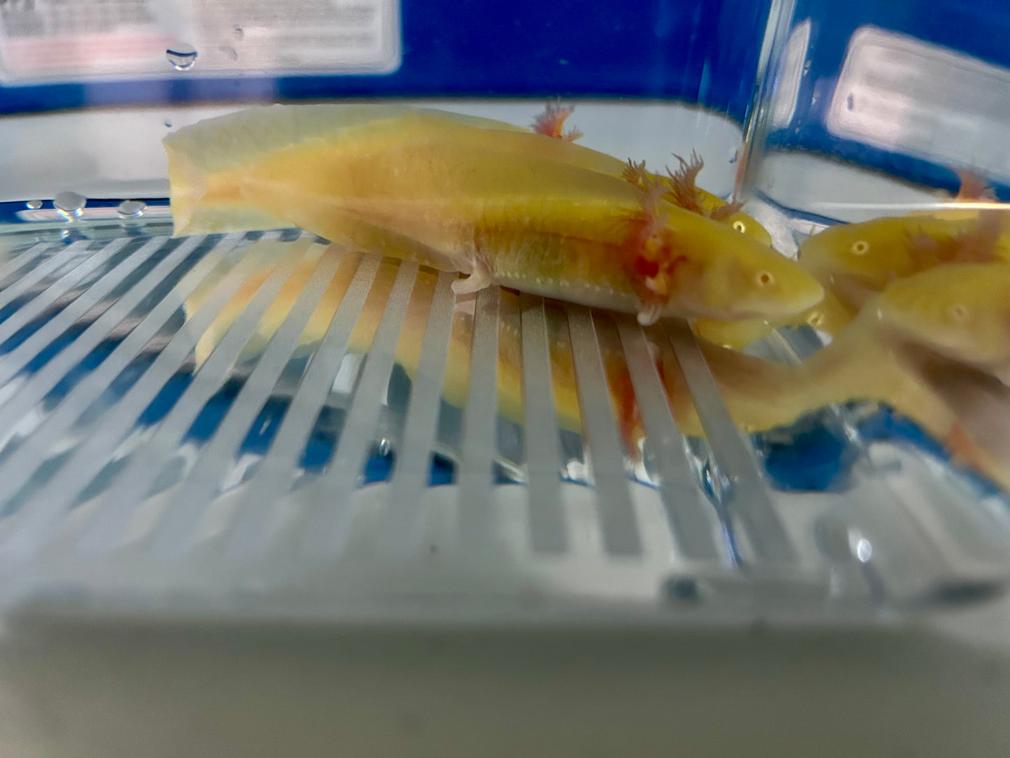 Axolotls GFP Albino & Golden Albino Axolotls 3-4"