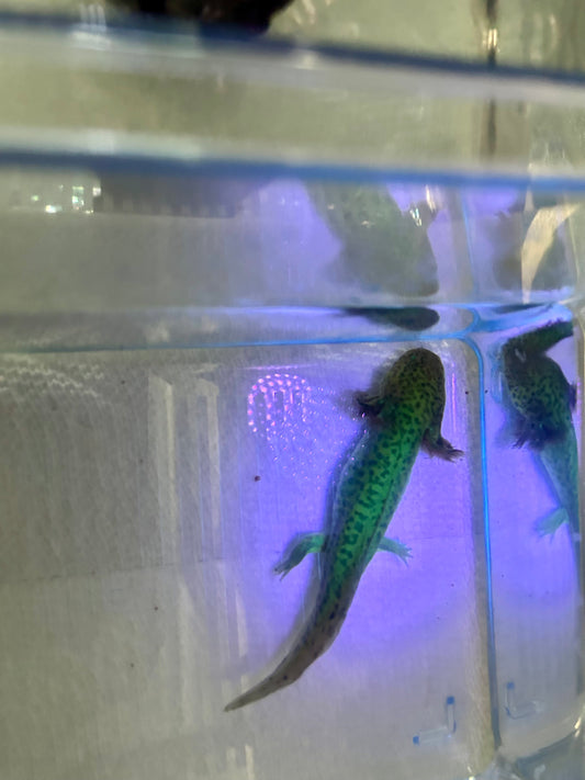 Axolotls ~ 5-6" GFP Wild Types
