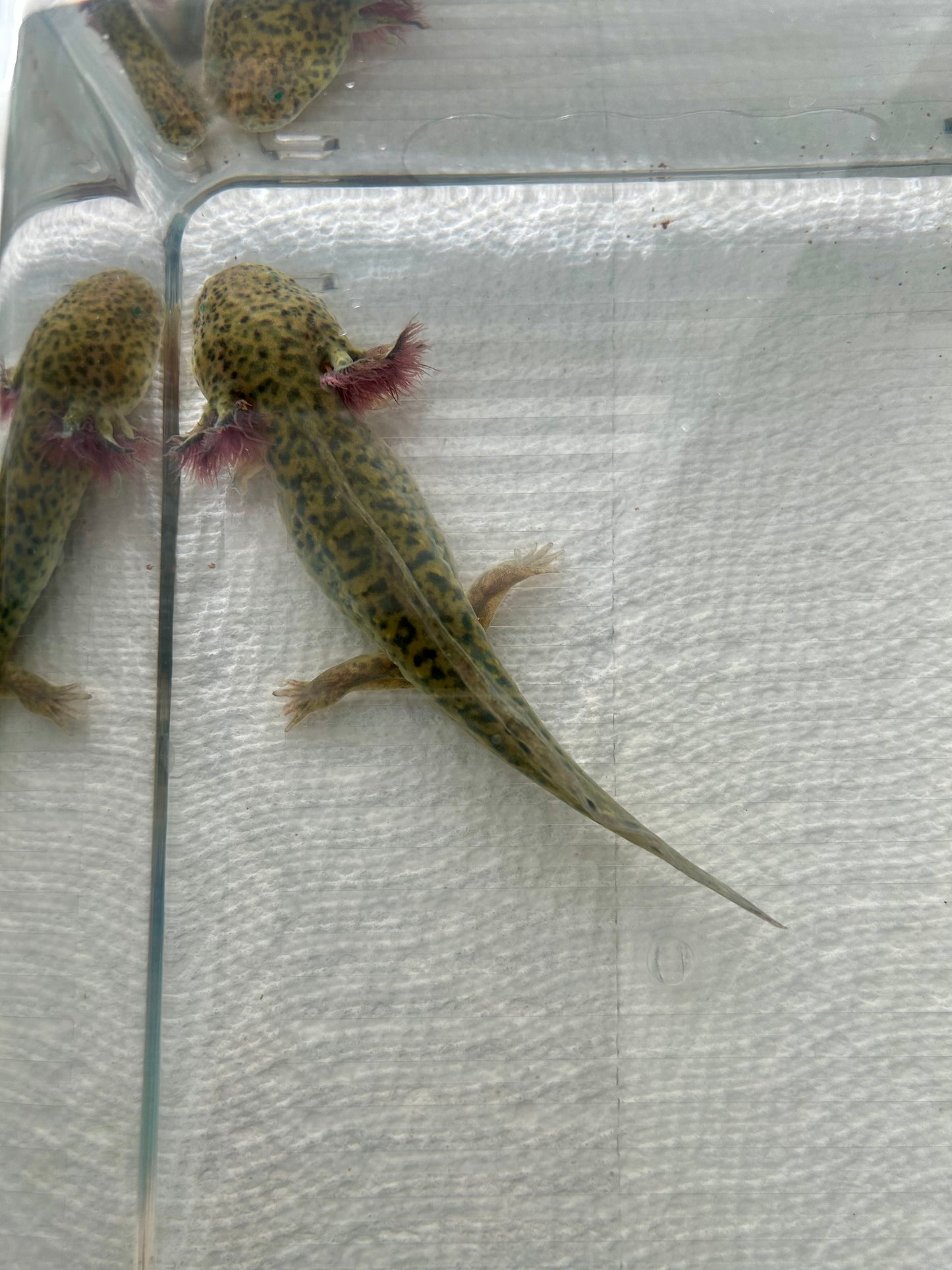 Axolotls ~ 5-6" GFP Wild Types
