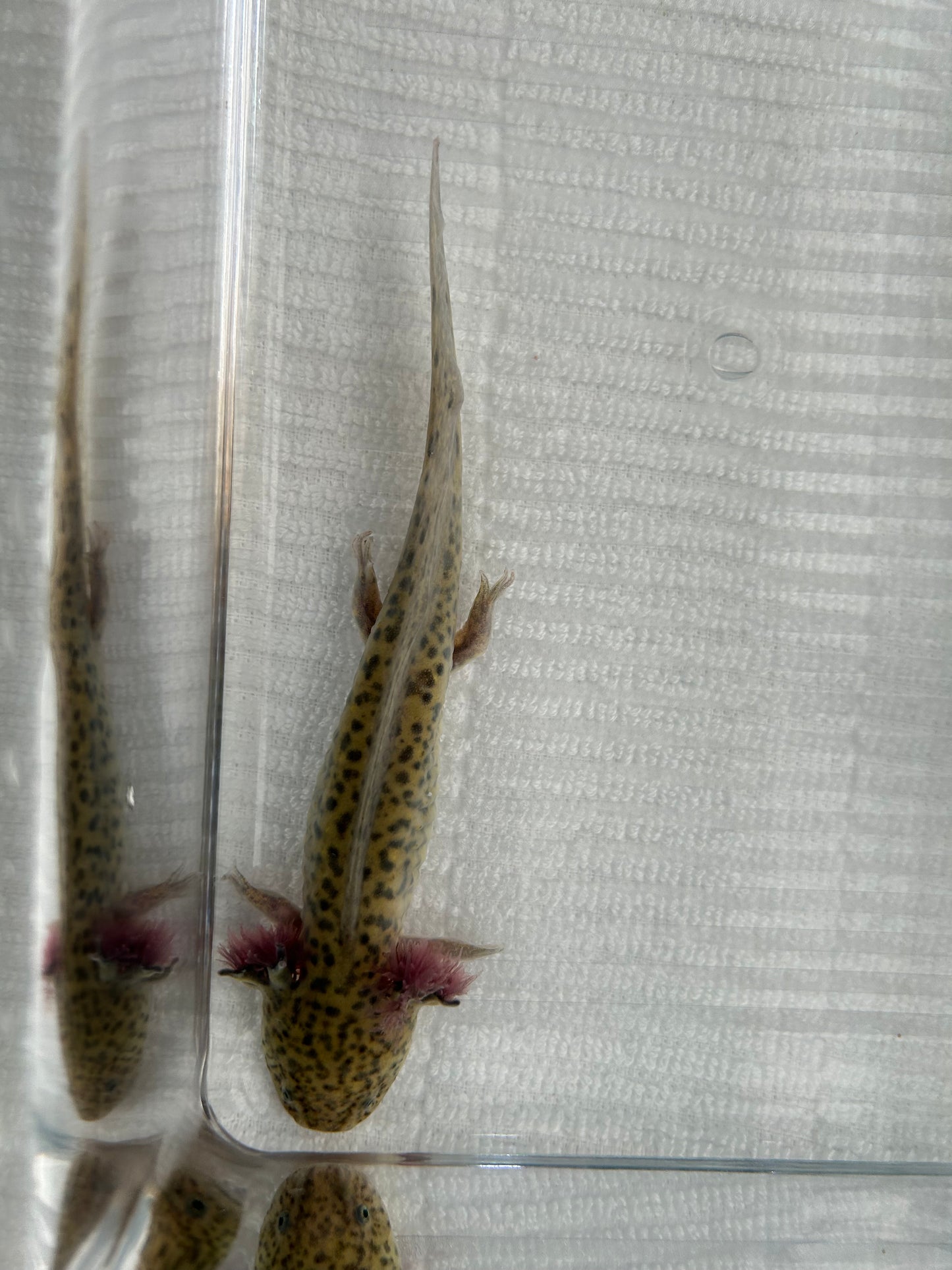 Axolotls ~ 5-6" GFP Wild Types