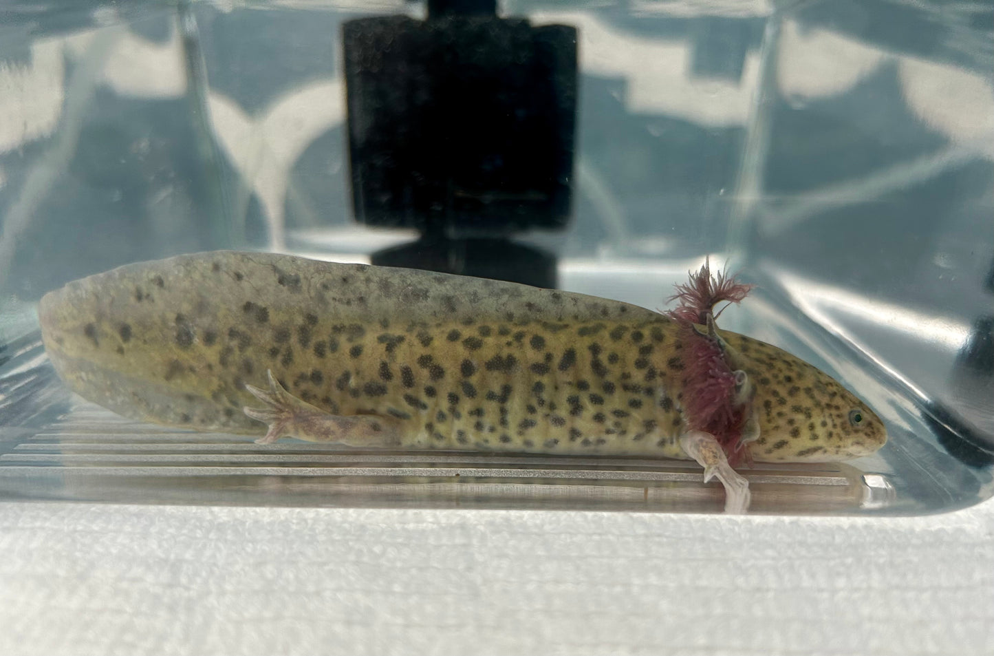 Axolotls ~ 5-6" GFP Wild Types