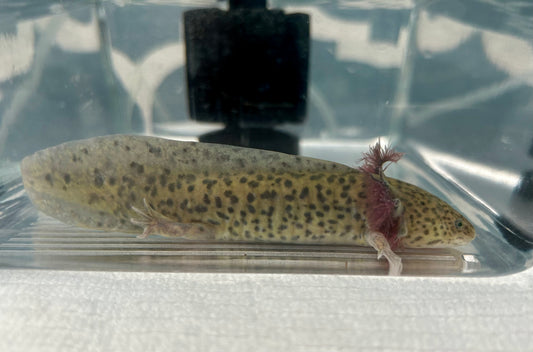 Axolotls ~ 5-6" GFP Wild Types